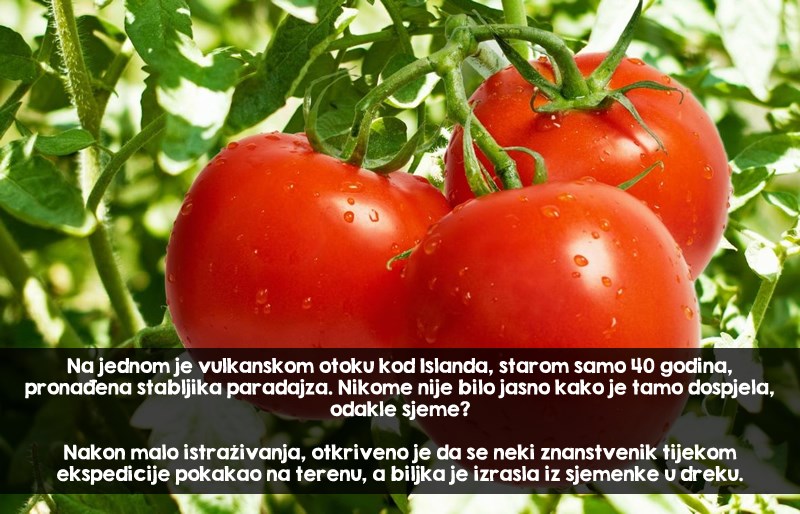 Rajčica, vulkan i izmet - neobičan životni krug