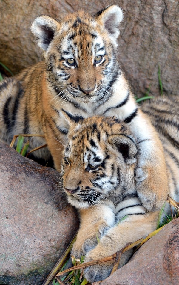 Tigrići Ivo i Tamur u nježnom zagrljaju