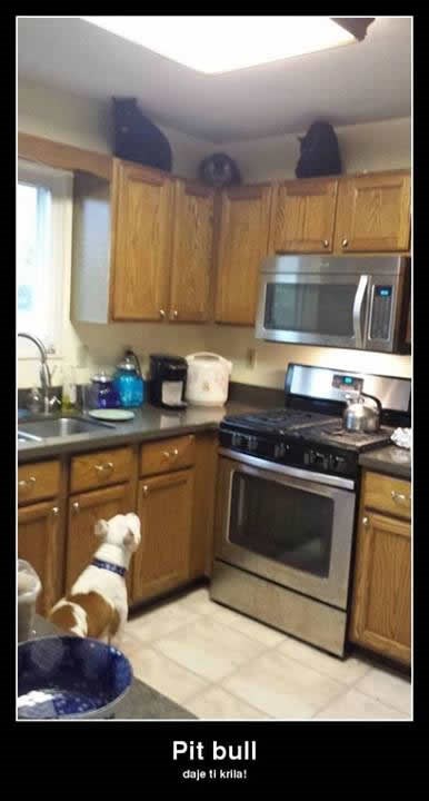 Pitbull - daje ti krila