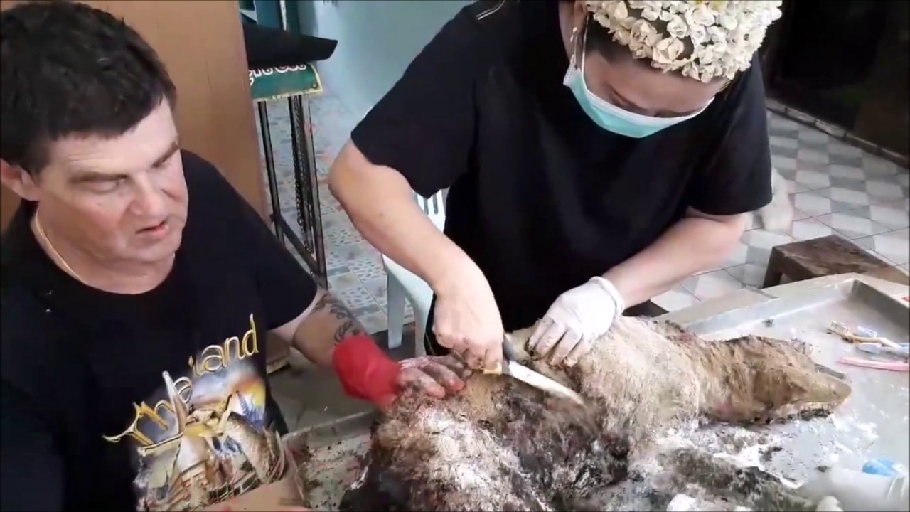 VIDEO Spasili su asfaltiranog uličnog psa i očistili ga biljnim uljem, sada izgleda skroz drukčije