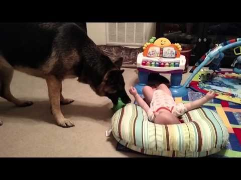 VIDEO Pas je imao samo jedan zadatak - zabaviti bebu! U tome je definitivno uspio