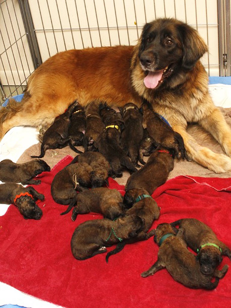 Presretna mama s ludih 18 peseka!