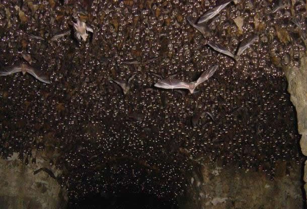 Kad opališ fleš u spilji punoj šišmiša