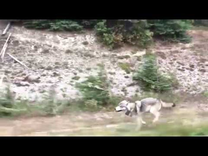 VIDEO Vozili su se kroz šumovito područje, a onda ih je počeo pratiti prelijepi i znatiželjni vuk