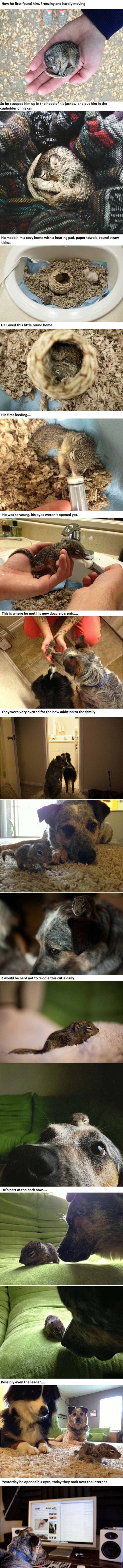 Dva psa odgojila majušnog vjeverca