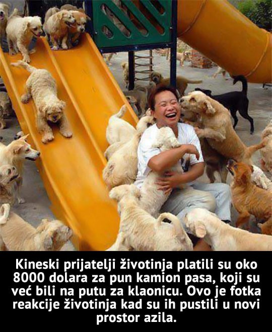 Kamion psića spasili od klaonice: Evo rezultata