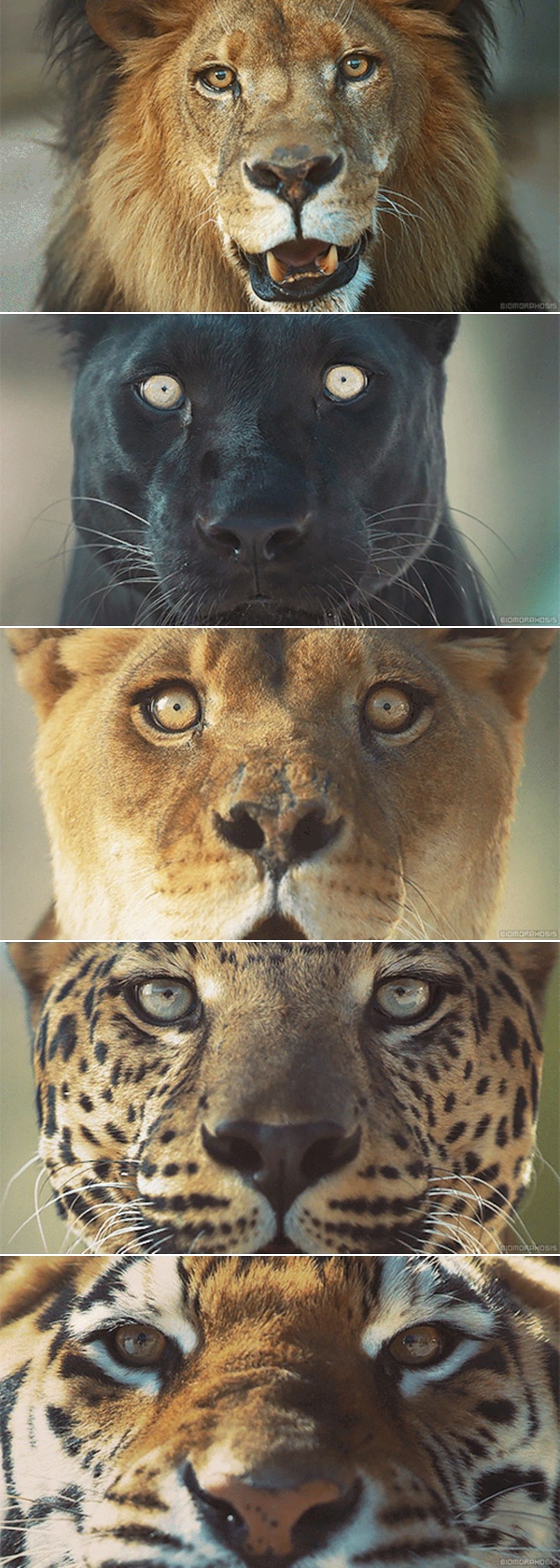 LEDENA LICA pet najstrašnijih ubojica