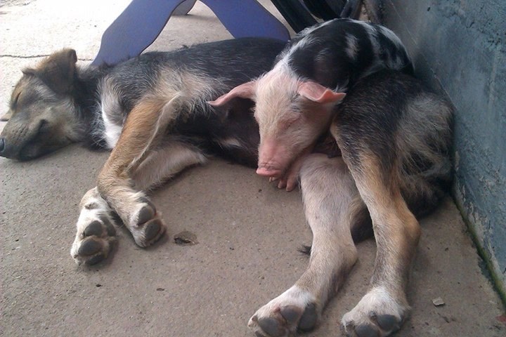 Gica Maša u azilu brzo stekla nove najbolje prijatelje