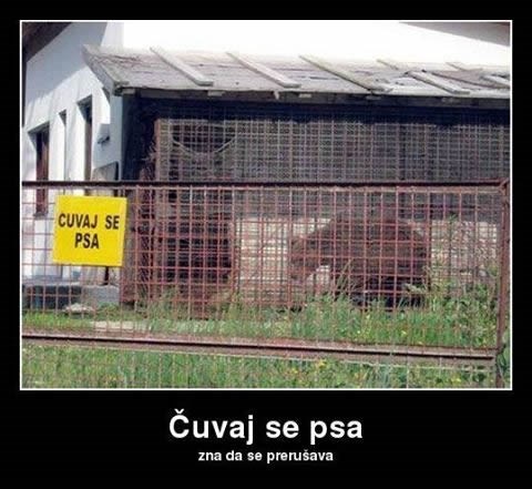 Čuvaj se psa-medvjeda-nindže