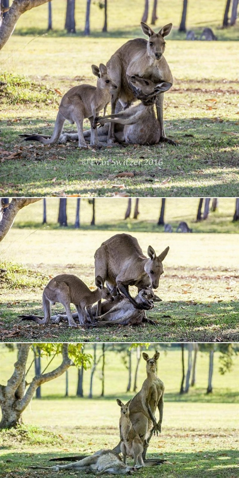 Dirljive fotografije klokana koji tuguje za mrtvom partnericom skrivaju mračnu tajnu