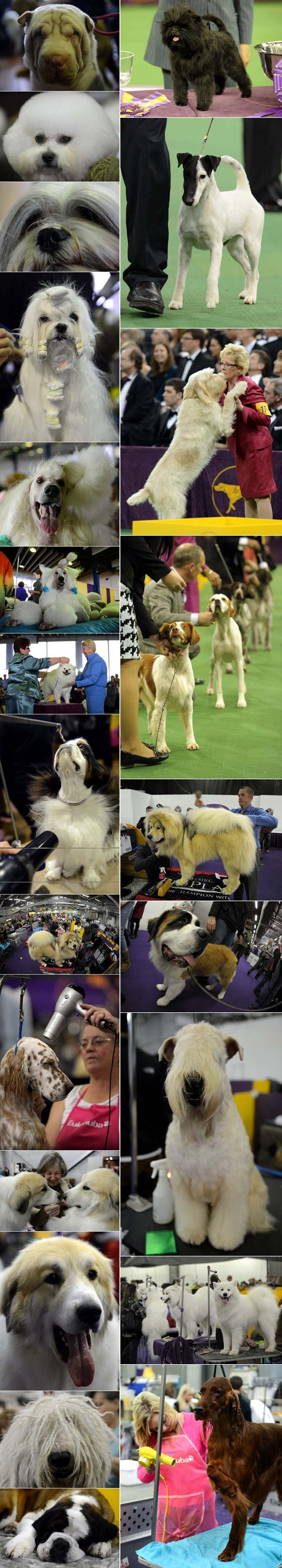 Preslatki psi na izložbi u New Yorku