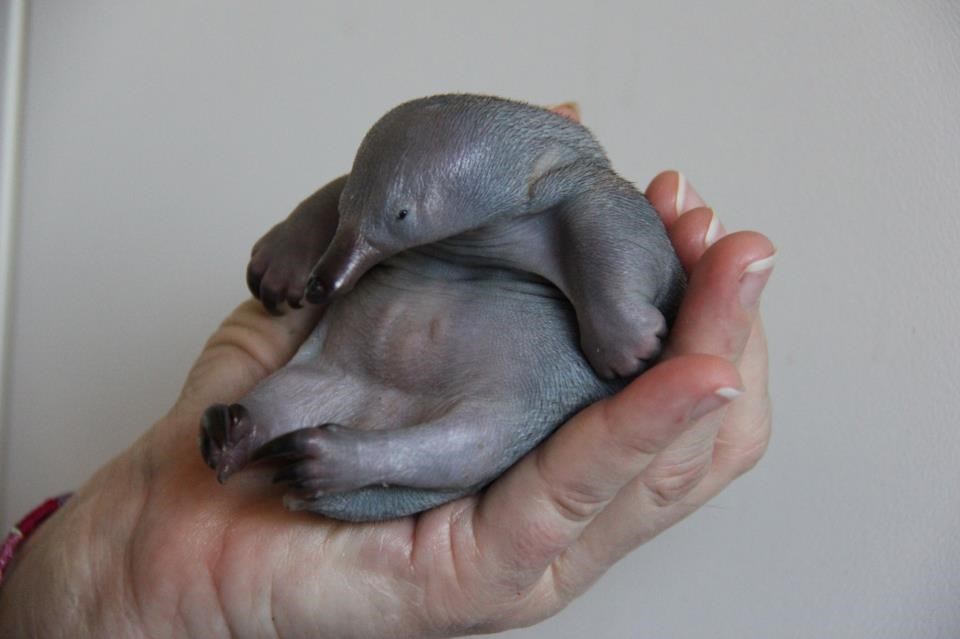 Mali dikobraz tek čeka svoje prve opake bodlje