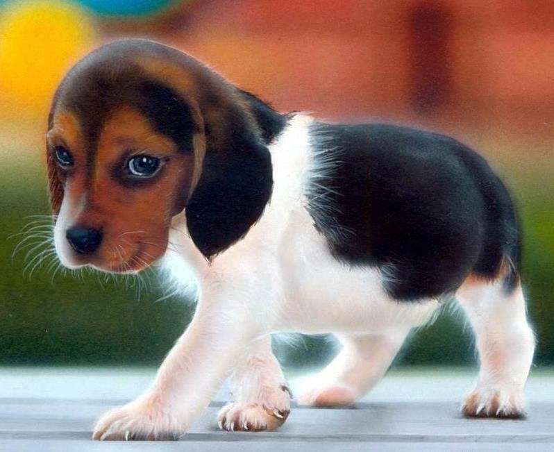 Želiš me za ljubimca, zar ne?