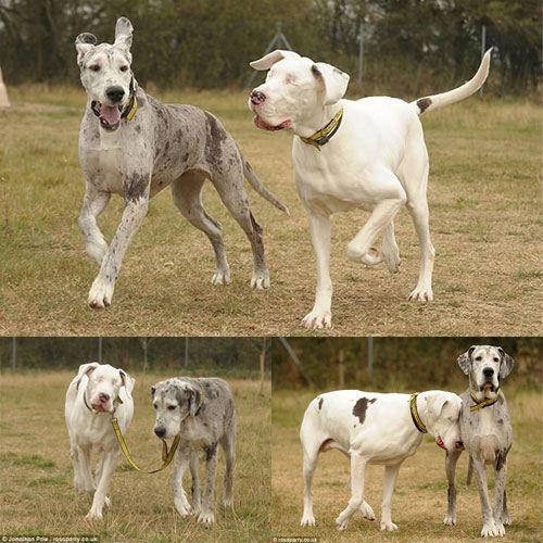 Prijateljstvo: Dobri pas vodi svog slijepog prijatelja