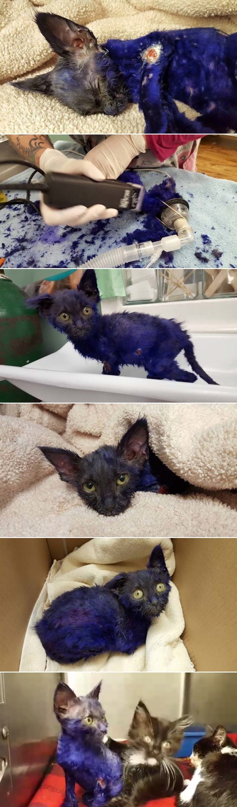 Obojili su ga u ljubičasto i bacili kao mamac psima, ali njegovoj priči tu nije kraj!