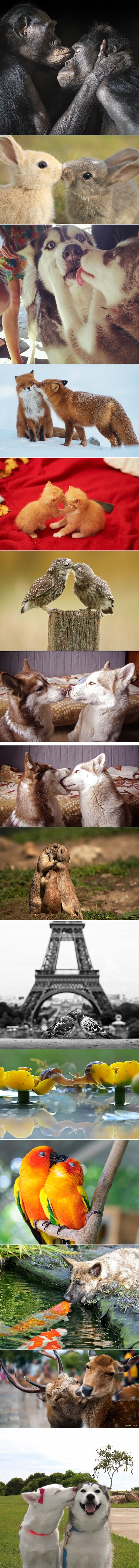 Ove preslatke fotografije životinja dokazuju da puse voli baš svatko