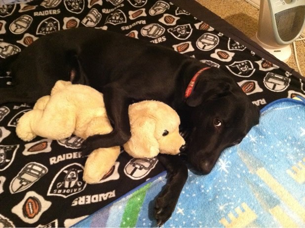 Ne gledaj nas, vidiš da spava!