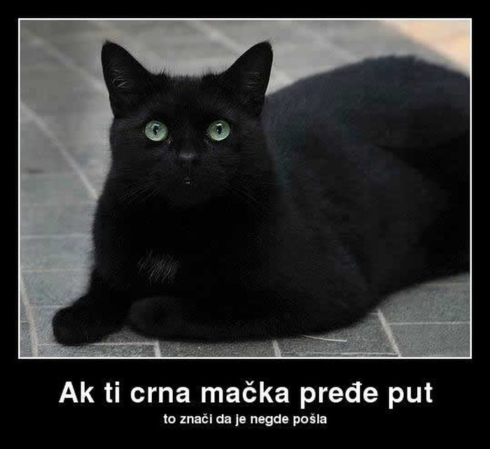 Otkriveno što znači crna mačka preko puta