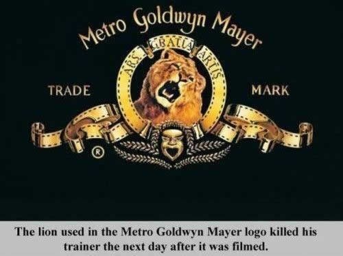 Lav s uvodne špice dokusurio trenera dan nakon snimanja