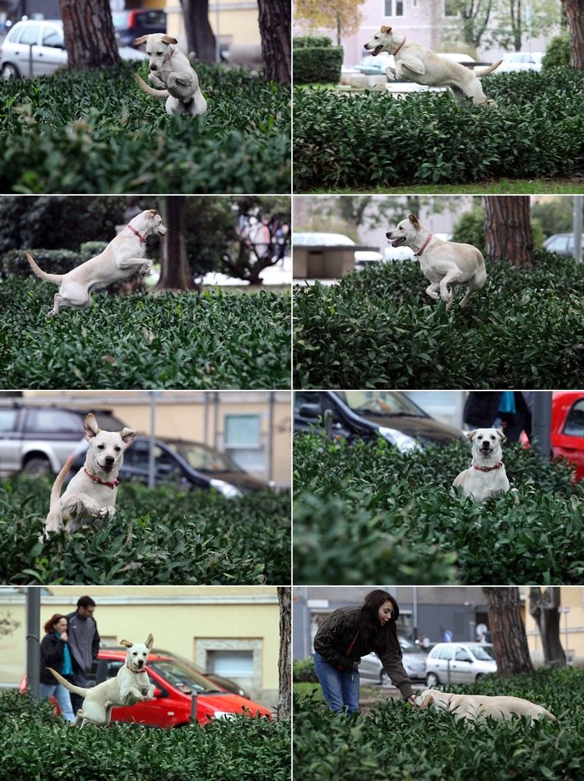 Najveseliji psić otkrio - grmlje