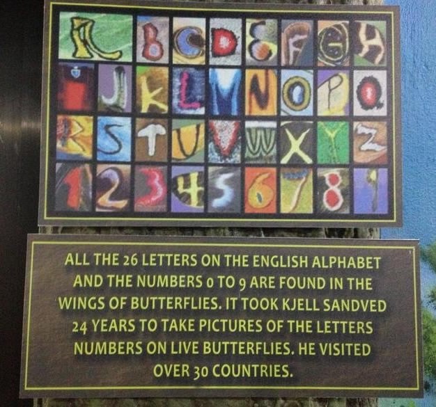 Abeceda i brojevi postoje na krilima leptira
