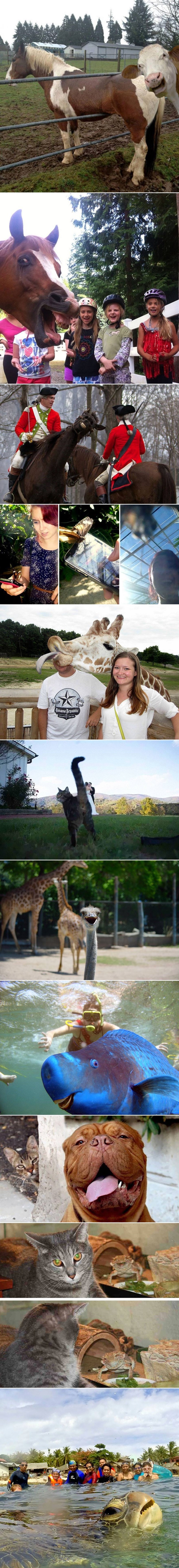 GALERIJA: Urnebesne foto bombe koje gledaš iznova i iznova