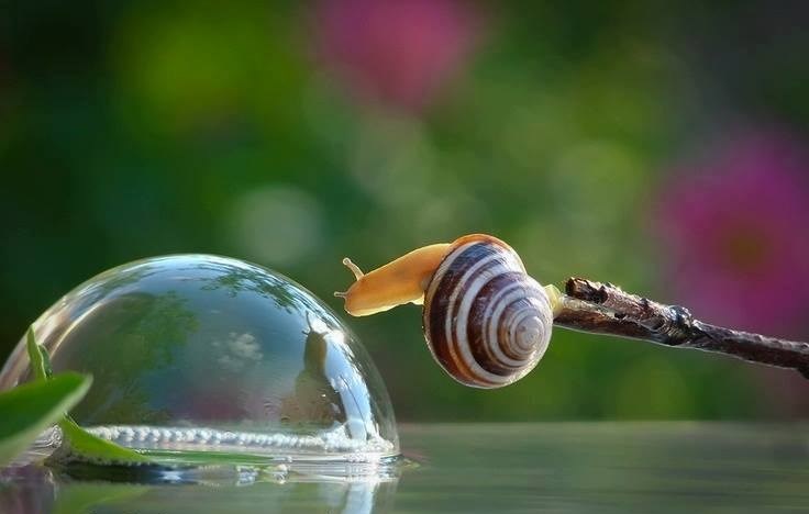 Jutarnje uljepšavanje jednog pužića