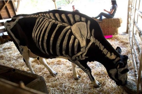 Krava metalka nabavila novi outfit