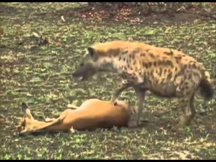 Video: Gazela brutalno zeznula hijenu!