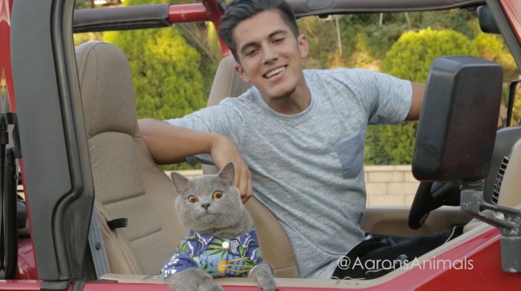 VIDEO: Odlična kratka parodija jer mačke su zbilja ''brze i žestoke''