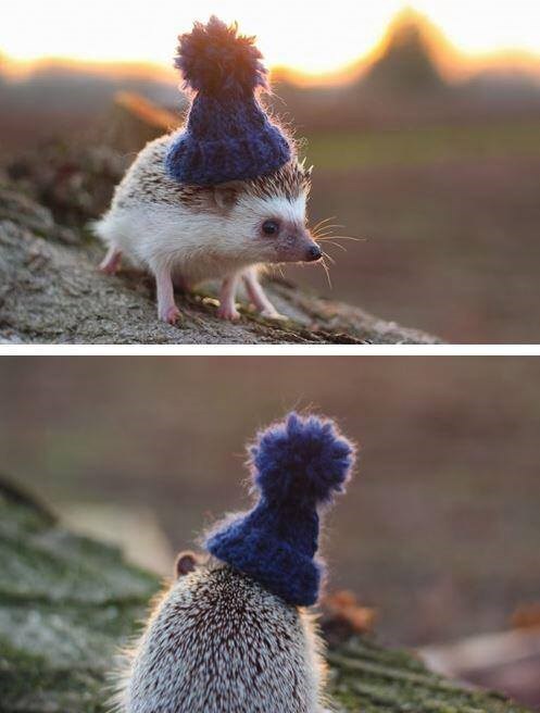 Ježurko Ježić u avanturi