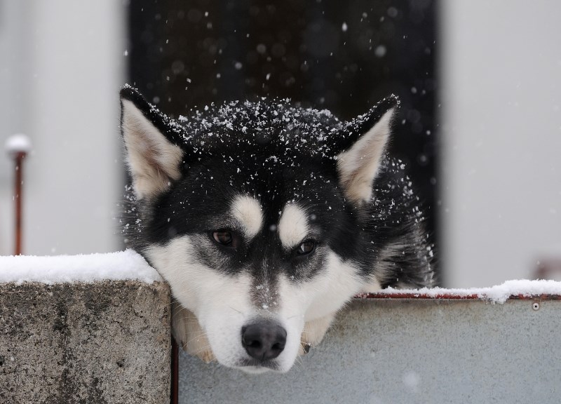 Opet snijeg? Sad ću opet morati vući saonice...