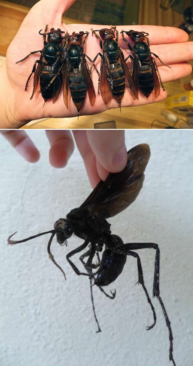 Boj se, jako se boj!