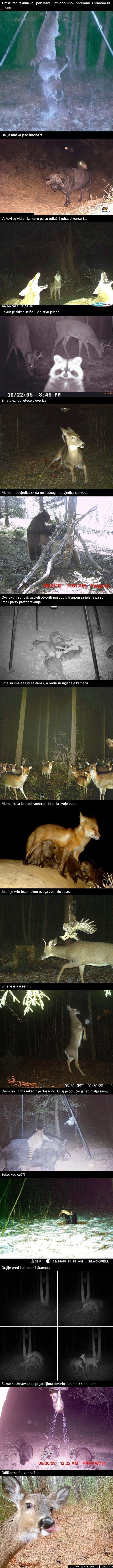 16 urnebesnih slučajeva kada je skrivena kamera otkrila čime se životinje bave kada nitko nije u blizini