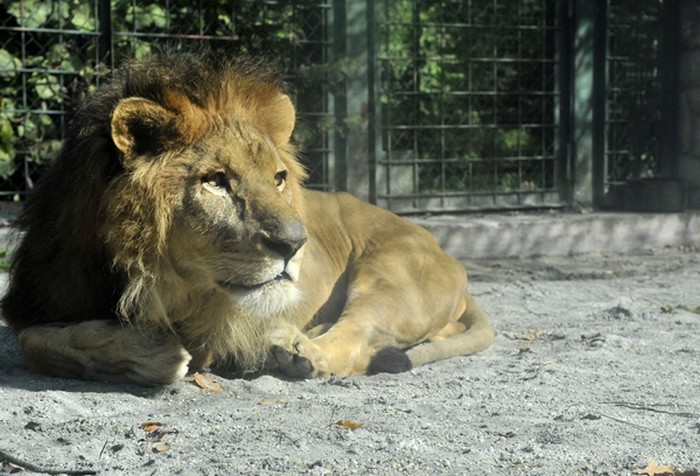 Ulickani lav iz zagrebačkog ZOO-a