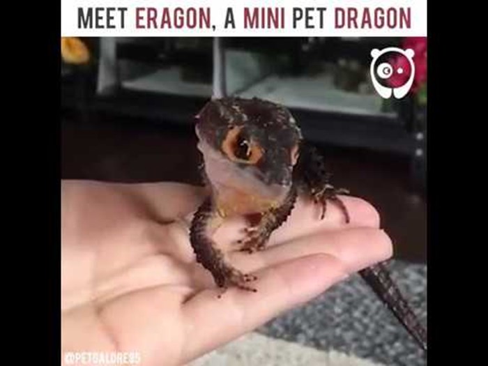VIDEO Upoznajte malog živućeg zmaja