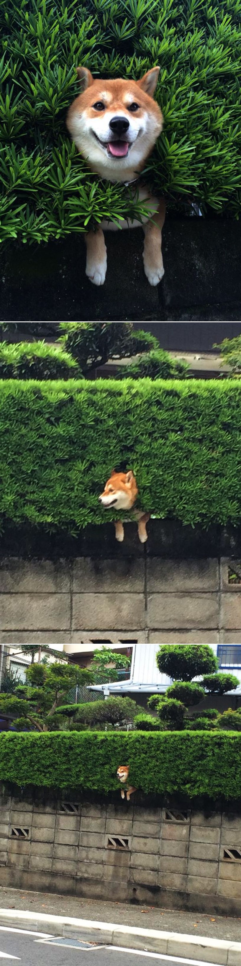 GALERIJA: Zaglavio u grmlju, glumio da je baš tako htio!