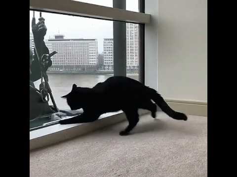 Perač prozora se zaigrao s mačkom s druge strane stakla 