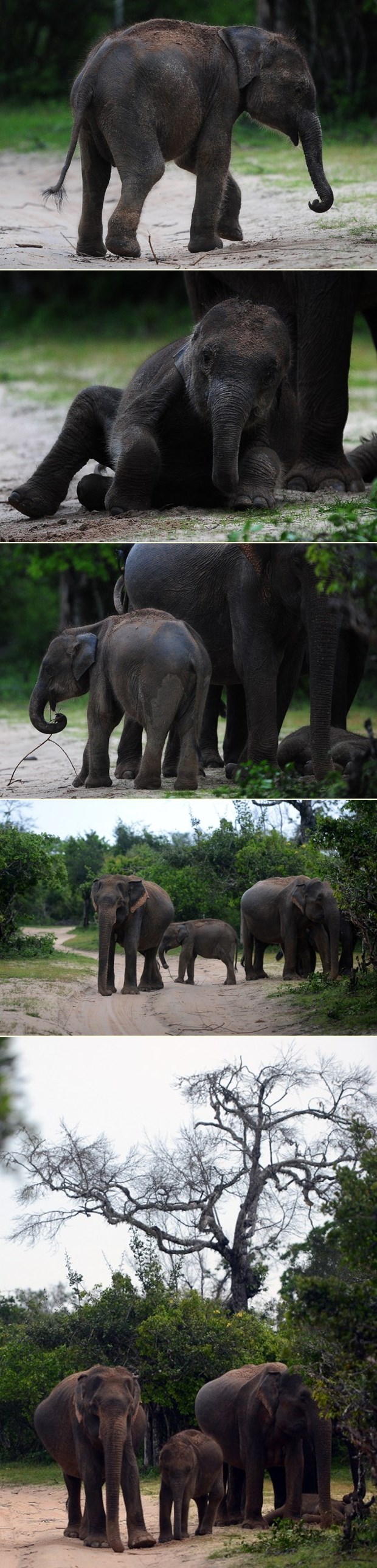 Vesela obitelj slonova uživa u divljini