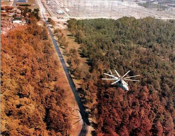 Černobilski radioaktivni oblak ostavio trag na šumi