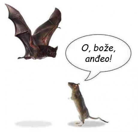 Mišu se ostvarile molitve - ukazao mu se šišmiš