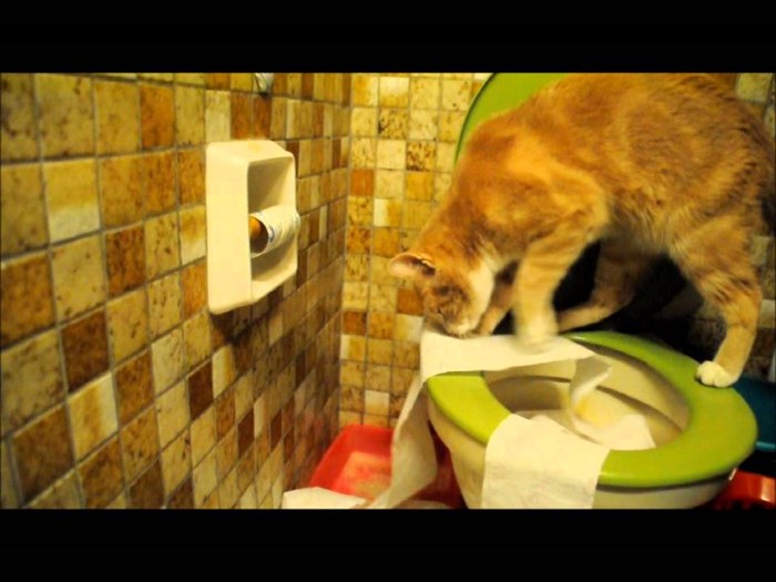 Mica maca objašnjava kako koristiti ljudski WC!