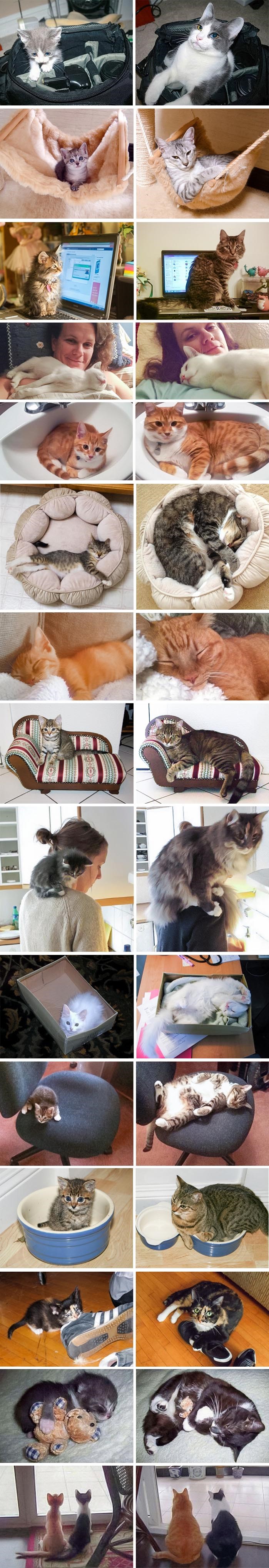 Mace koje nisu primijetile da su odrasle