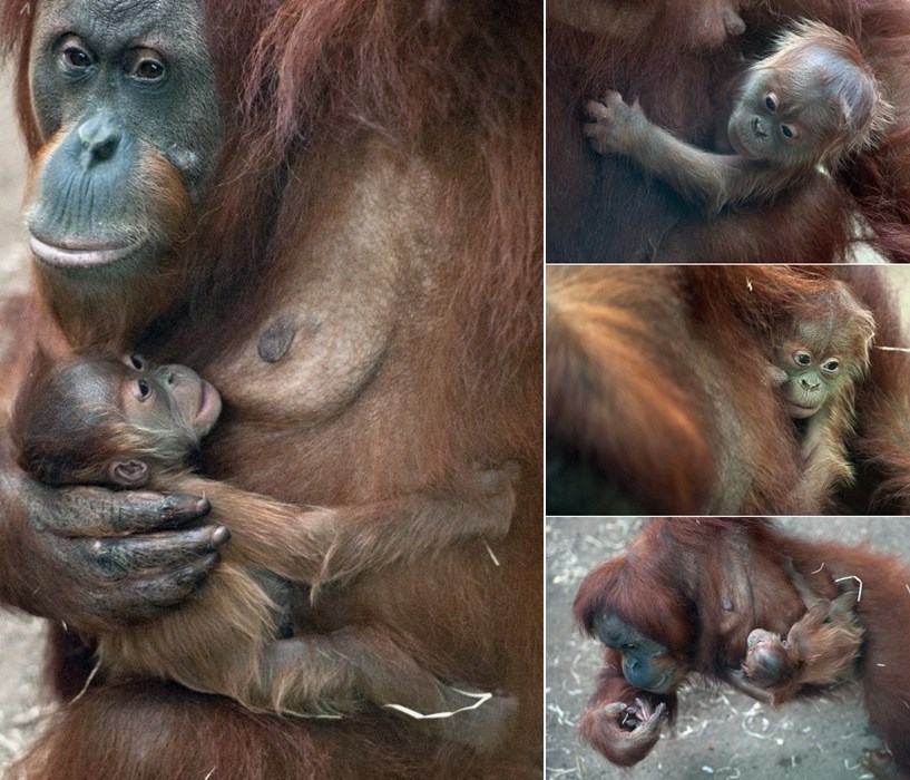 Orangutanica Rosa nježno grli svoju bebu Sayang