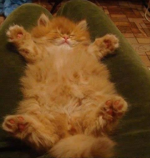 Maca zaspala čekajući zagrljaj