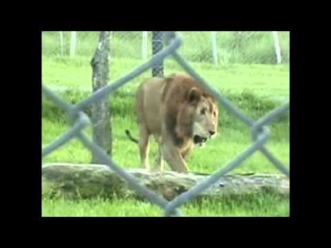 VIDEO: Dirljiv trenutak u kojem stari lav Will prvi put u životu osjeti travu pod šapama