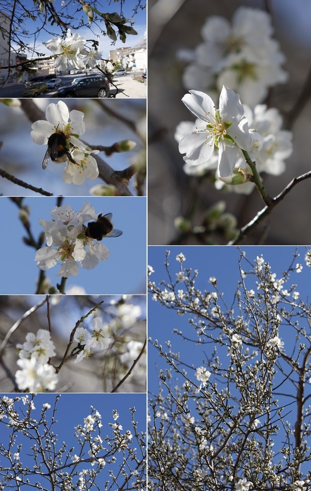 U Makarsku stiglo proljeće: Badem u punom cvatu