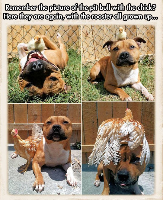 Sjećate se pitbulla i pilenceta? Pile je odraslo!