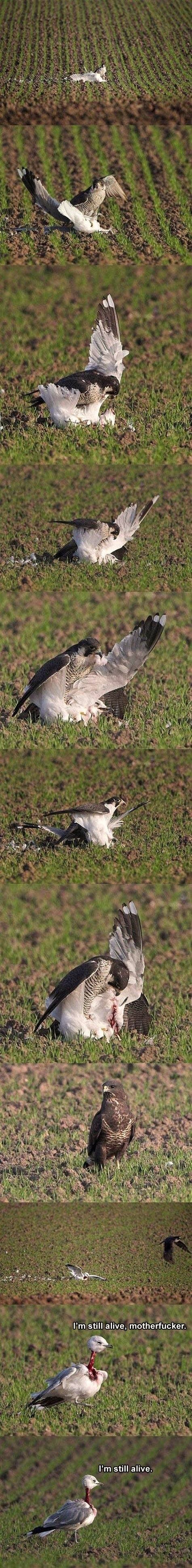 Neuništivi galeb dokazao da nemaju samo mačke 9 života