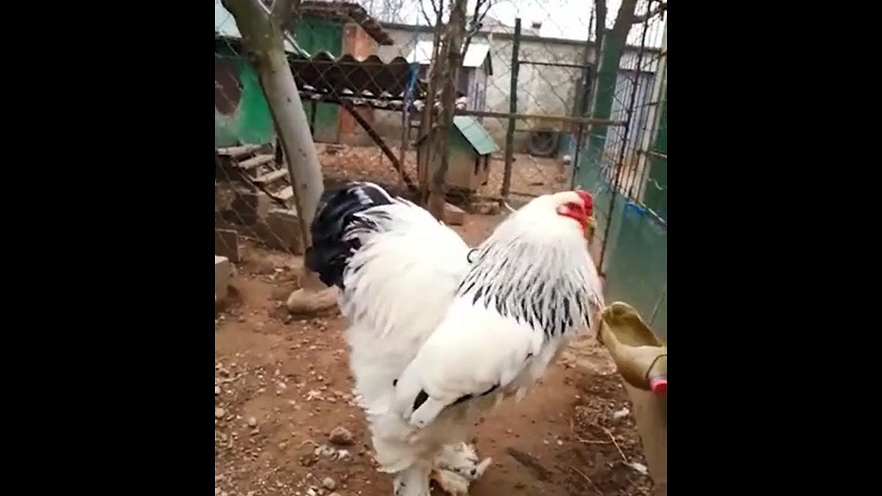 VIDEO Najveći je na svijetu: Ovaj pijetao neće baš tako lako završiti u juhi!